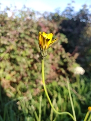 Hypochaeris radicata