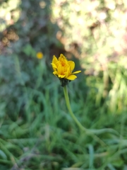 Hypochaeris radicata