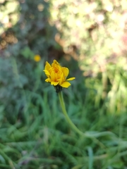 Hypochaeris radicata