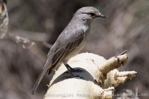 African Gray Flycatcher