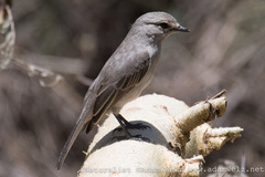 Bradornis microrhynchus