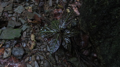 Echites rubrovenosus