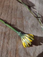 Hypochaeris radicata