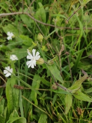 Silene latifolia