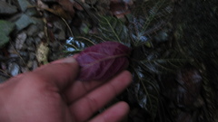 Echites rubrovenosus