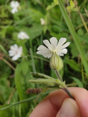 Silene latifolia