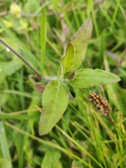 Silene latifolia