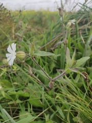 Silene latifolia