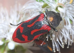 Castiarina indistincta