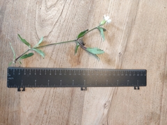 Silene latifolia