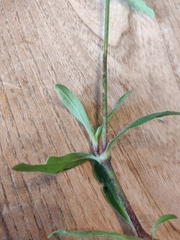 Silene latifolia