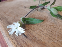 Silene latifolia