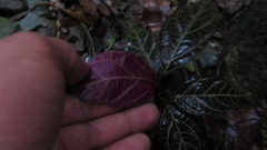 Echites rubrovenosus