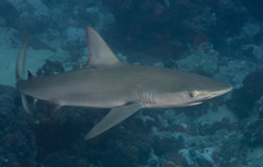 Carcharhinus galapagensis