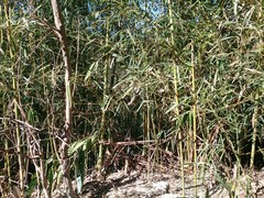 Phyllostachys makinoi
