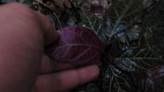 Echites rubrovenosus
