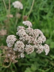 Daucus carota