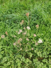 Daucus carota