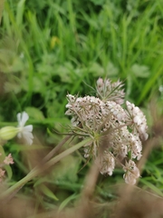 Daucus carota