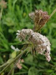 Daucus carota