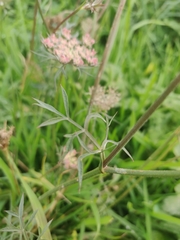 Daucus carota