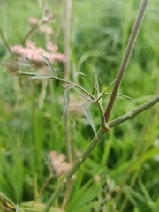 Daucus carota