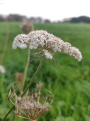 Daucus carota