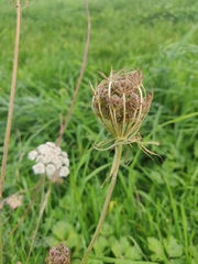 Daucus carota