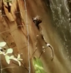 Lontra longicaudis image