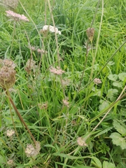Daucus carota