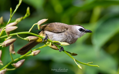 Yellow-Vented Bulbul photo 1