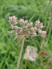 Daucus carota