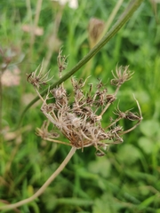 Daucus carota