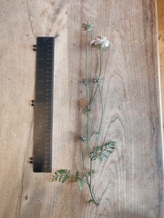Daucus carota