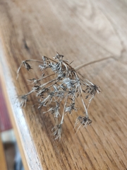 Daucus carota