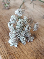 Daucus carota
