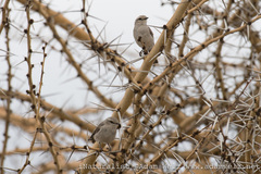 Bradornis microrhynchus