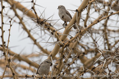 Bradornis microrhynchus