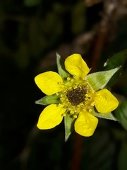 Geum urbanum