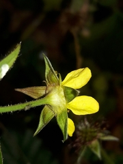 Geum urbanum