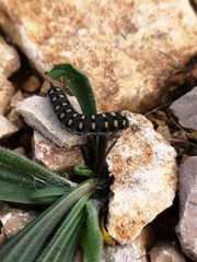 Tenthredo mandibularis