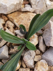 Tenthredo mandibularis