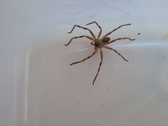 Neosparassus calligaster