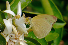 Aphrissa statira statira