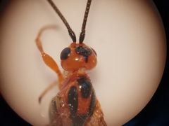 Pseudovipio