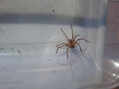 Neosparassus calligaster