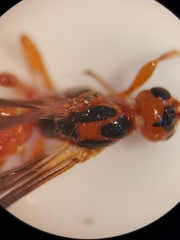 Pseudovipio