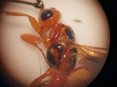 Pseudovipio