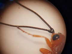 Pseudovipio