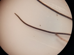 Pseudovipio